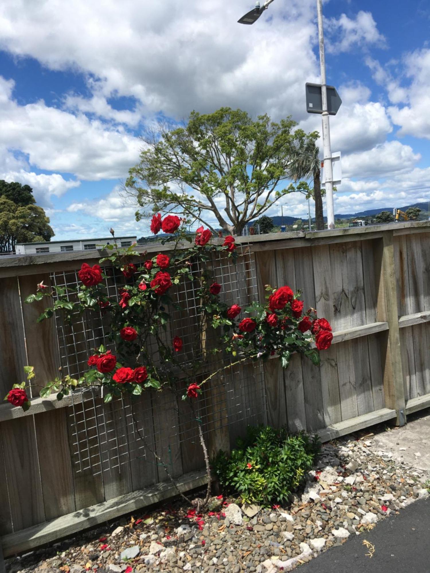 Strand Motel Tauranga Eksteriør bilde